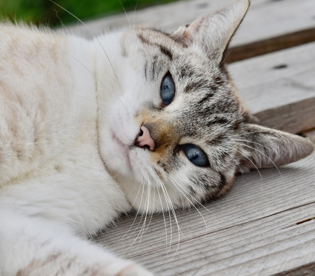 Vergiftungen bei Katzen 